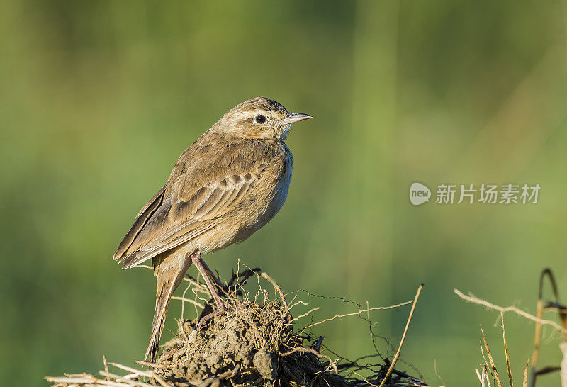 Plain-backed Pipit或Plain Pipit (Anthus leucophrys)是一种中等体型的雀形目鸟类，是撒哈拉沙漠以南非洲的一种常驻繁殖者。纳库鲁湖国家公园，肯尼亚。